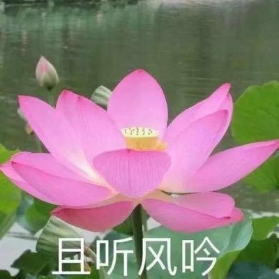 出手吧精灵手游正式版下载